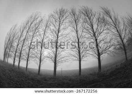 Trees Curved Mist Abstract Vintage\
Mountain farm trees line in mist curved fish-eye lens in black and white vintage.