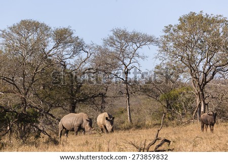 Rhinos Wildlife Safari\
Rhino\'s in wilderness wildlife safari  park reserve South Africa