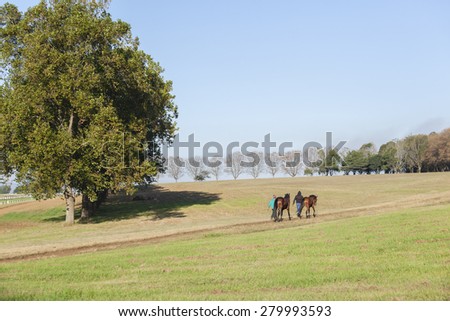 Race Horses Stables Landscape\
Race Horses grooms back to stables morning training  landscape