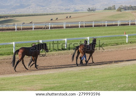 Race Horses Training\
Race Horses grooms morning training track landscape