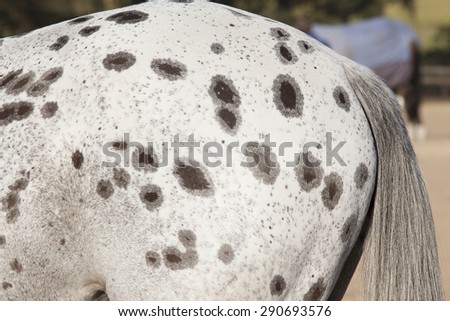 Horse Textures\
Horse body textures  tail with grey brown spotted hide details