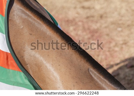 Horse Neck Detail\
Horse pony grooming neck hair mange body cover closeup abstract animal detail.