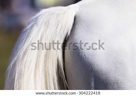 Horse Tail White\
Horse animal grooming closeup white tail  leg