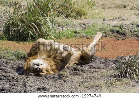 lion lying on back in mud, relaxing