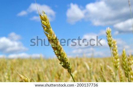 Golden wheat spikes field over blue sky and clouds - the symbol of Ukrainian flag