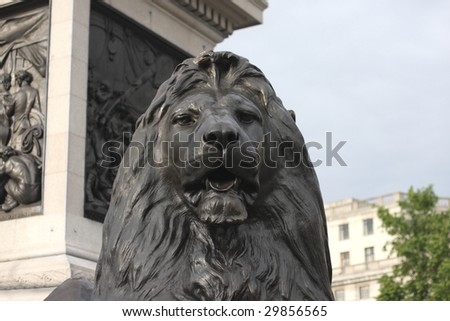 Nelson\'s Column\'s lion in London\'s Trafalgar square.