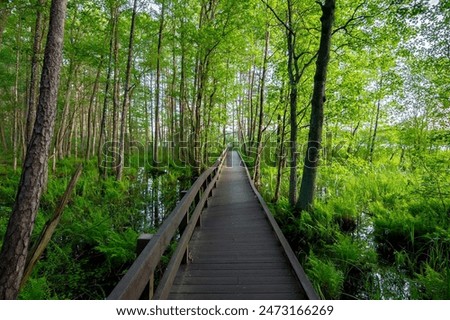 Similar – Image, Stock Photo foliage Footbridge