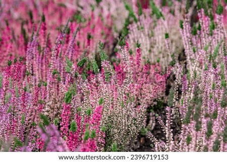 Similar – Image, Stock Photo Flowering heather as background