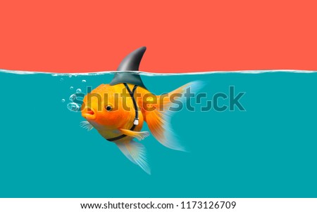 Similar – Image, Stock Photo Big fish with red tail in plate