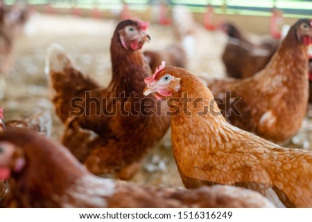 Chicken near feeders food on the farm Foto d'archivio © 