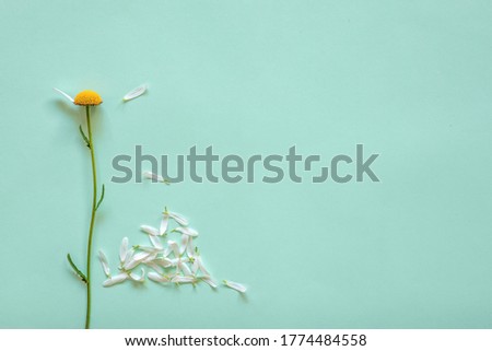 a chamomile stalk with one petal, a bunch of petals torn off, the concept of choice, fortune telling, couple in love Foto d'archivio © 