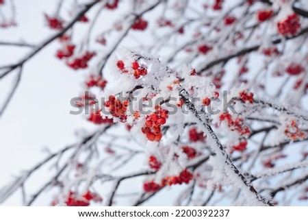 Foto Bild Rote Beeren mit Schnee bedeckt