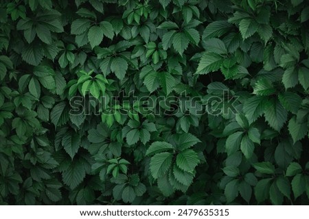 Similar – Image, Stock Photo Green leaves of the Japanese maple tree with sky background.