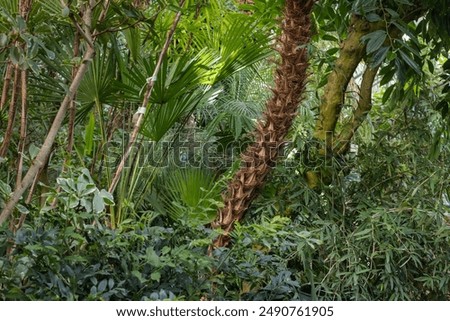 Image, Stock Photo Greenhouse glasshouse sunny interior full of fresh green plants. Modern interior architecture design. Natural Indoor decorative plants. Lush botanical garden. Beautiful spring background.