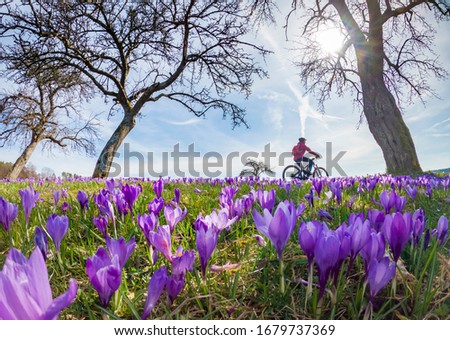 Similar – Image, Stock Photo Purple crocus flowers and dark background