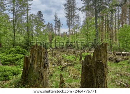 Similar – Image, Stock Photo Bark beetle Bark-beetle