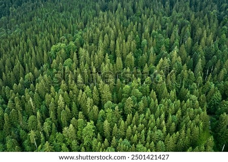 Similar – Image, Stock Photo Aerial View Of Deciduous Trees Without Foliage Leaves In Landscape At Early Spring. Top Flat View From High Attitude. Natural Backdrop Background Of European Woods And Their Shadows. Drone View