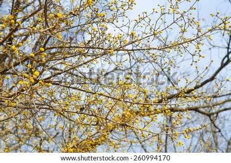 Blossoming buds on tree
