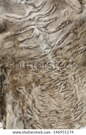 Karakul sheep fleece