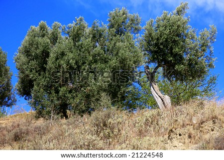 Olive trees in Calabria, Italy