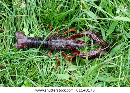 Procambarus clarkii, known as Red Swamp Crayfish, introduced from the southeastern USA, is now one of the more successful invaders of freshwater habitats worldwide
