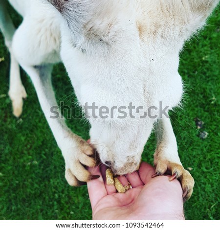Känguru wird gefüttert Stock foto © 