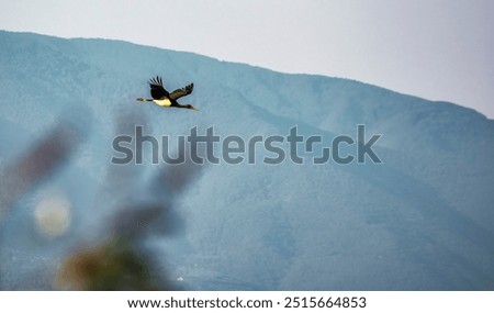 Similar – Foto Bild Storch beim Segelflug am Himmel