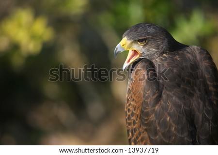 Falcon with open beak against an out-of-focus background.