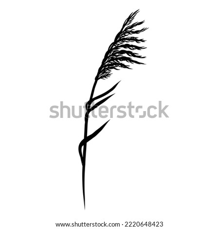 Image, Stock Photo Single reed grass on a cold sunny winter day at the lake