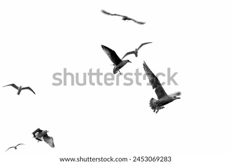 Similar – Image, Stock Photo Seagulls flying in the vivid blue sky