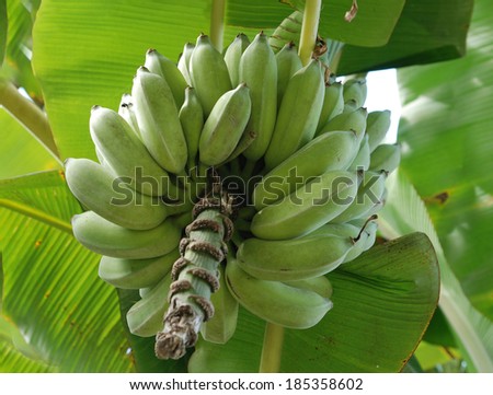 A close up of unripe bananas in the jungle