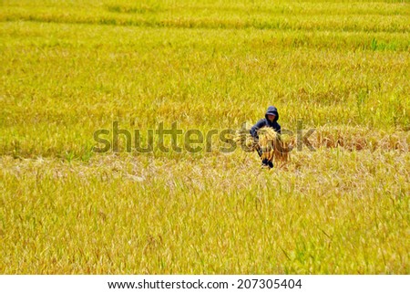 TAMBUNAN, SABAH, MALAYSIA - DEC 2 : An farmer manually carry freshly harvested paddy during harvesting season at Tambunan, Sabah, Malaysia on December 2, 2012. Paddy is mainly manually harvested here.