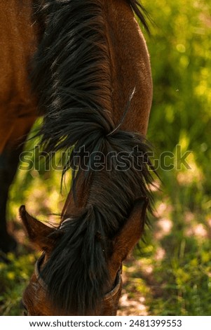 Similar – Image, Stock Photo new hairstyle? Animal