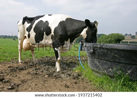 Holstein cow at grass near a water trough on a farm in the UK, showing how wet areas can cause lameness problems in the dairy cow Foto d'archivio © 