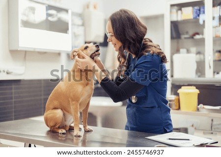 Similar – Image, Stock Photo Veterinarian checking teeth of dog