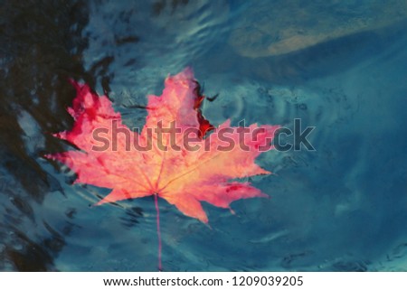 Image, Stock Photo Wet maple leaves in black and white