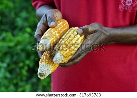 Corn, farmer, Abuja, Nigeria, West Africa, food.