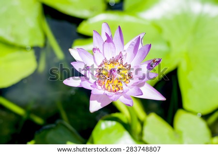 Lotus, the lotus ponds, bee and water