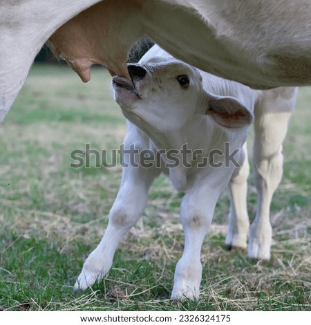 Similar – Image, Stock Photo Newborn drinking milk from a baby bottle, sitting on mom legs outdoors