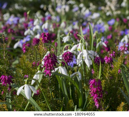 snowdrop flower galanthus with mix of flowers in flower bed
