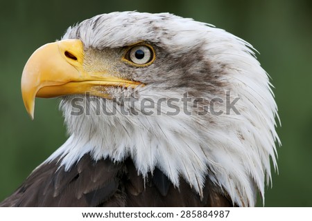 bald eagle head close up portrait
