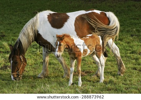 foal and mare horses  white and brown in the meadow