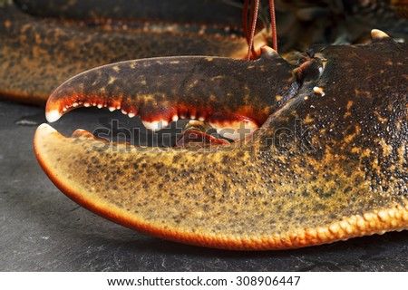 fresh european lobster claw , homarus gammarus, of atlantic coast on slate stone