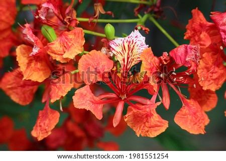 Selective focus at a stunning red flowers named Royal Poinciana, Flamboyant, Flame of the forest, or Flame Tree Scientific name: Delonix Regia. in thailand Foto stock © 