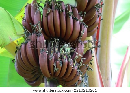 Red banana (Musa acuminate) Musaceae family. Is a wired tape of banana, it's a triploid cultivar of the wild banana Musa acuminata, belonging to the AAA group. Amazon grown in Thailand
