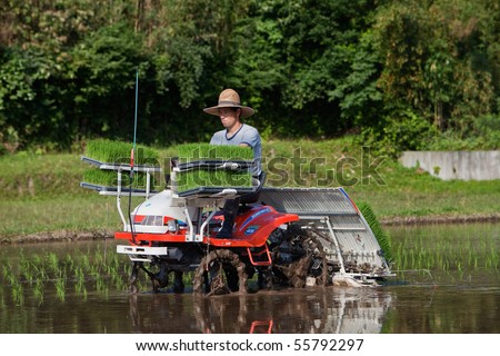 KAGOSHIMA, JAPAN - JUNE 5: A Japanese rice farmer rides a tractor to plant a  flooded rice field with new rice shoots June 5, 2010, in Kagoshima, Japan.