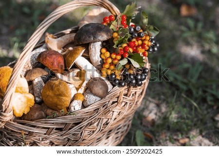 Similar – Foto Bild Frische Champignons in Weidenschale