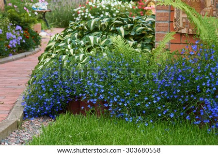 Blue lobelia flowers grow in the flower bed with other flowers and plants in the summer garden