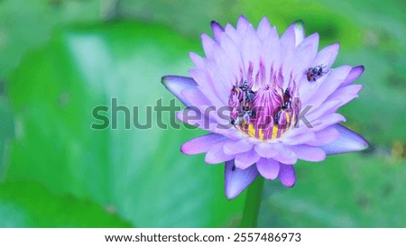 Similar – Image, Stock Photo many buzzing bees are working diligently on a honeycomb | noise