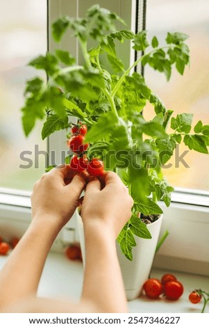 Image, Stock Photo Garden on the windowsill. Growing healthy microgreens for food at home.